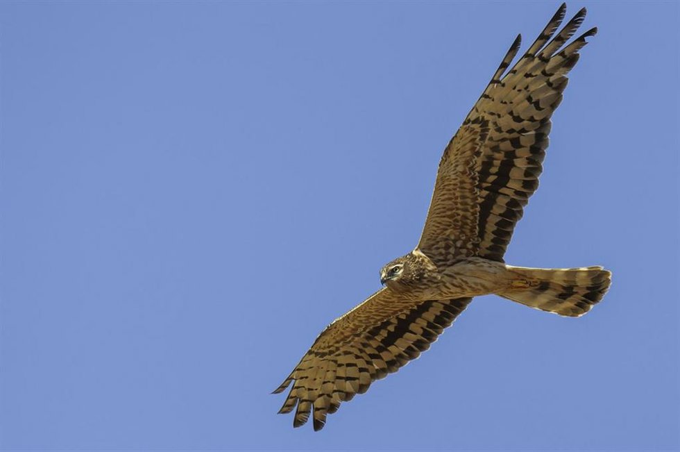 Hembra de aguilucho cenizo.