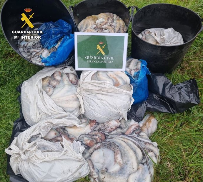 Incautados más de 100 kilos de pulpo inmaduro en Malpica (A Coruña).