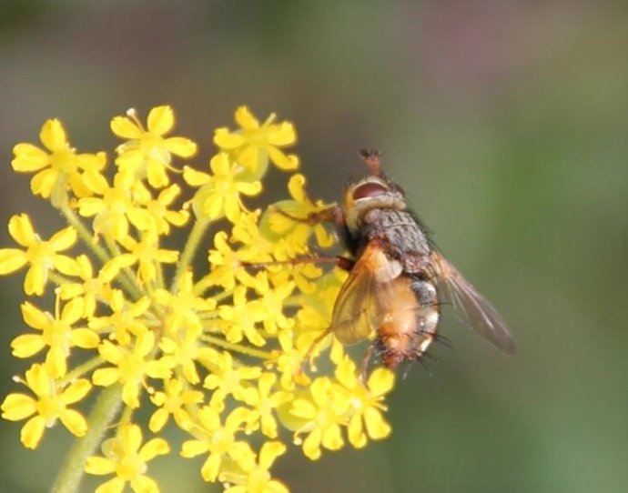 Archivo - Insecto en una flor