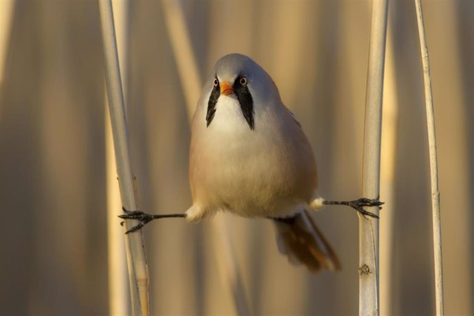 Bigotudo, candidata a Ave del Año 2024 de SEO/BirdLife