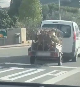 Perros en el remolque de un coche.