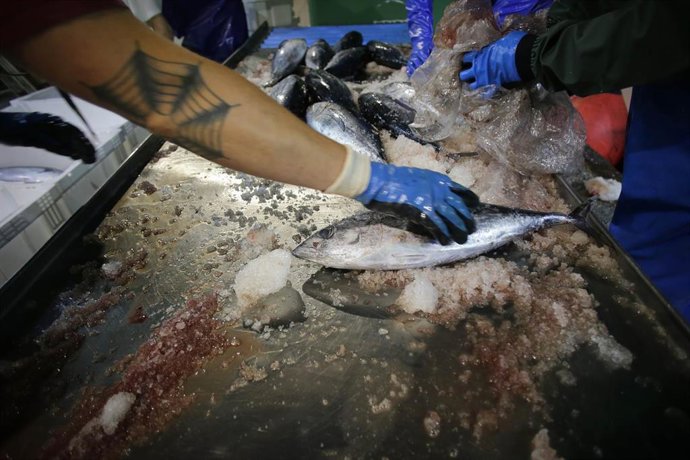 Archivo - Los marineros y trabajadores de la lonja descargando atunes