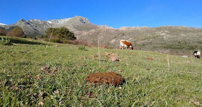Uam. Estudian El Impacto De La Diversidad De Escarabajos Coprófagos En La Descomposición Del Excremento En Pastizales