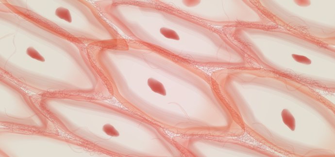 Archivo - Tejido epitelial, células del tejido de la piel, capas de la piel.