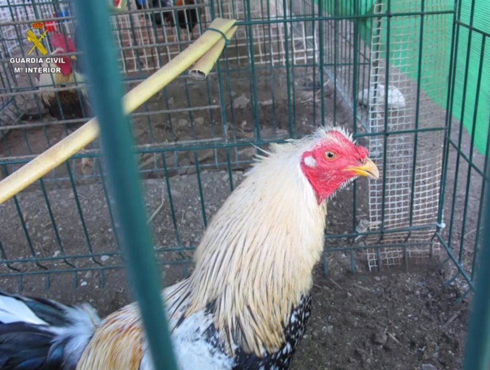 Uno de los gallos encontrados en la finca de Santa Eulria.