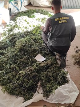 Agente de la Guardia Civil junto a la marihuana intervenida.