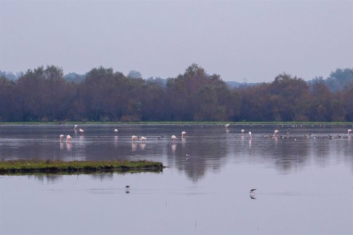 Doñana.