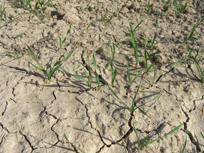 El Govern crea la Comisión para la Respuesta y Adaptación del Sector Agrario de Baleares al Cambio Climático