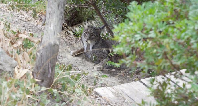 Cynara, el lince hembra que llegó al parque zoológico Selwo Aventura en noviembre del año pasado.