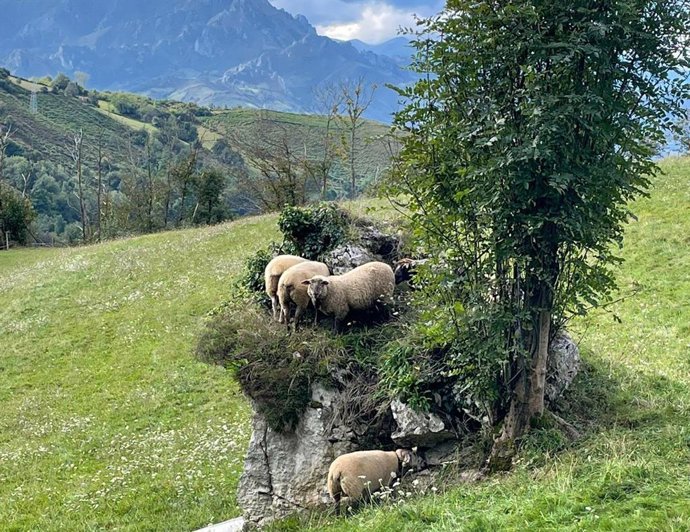 Pastos, ovejas, ganado
