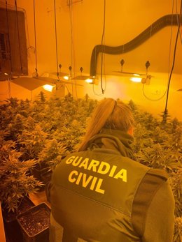 Plantación de marihuana intervenida por la Guardia Civil.