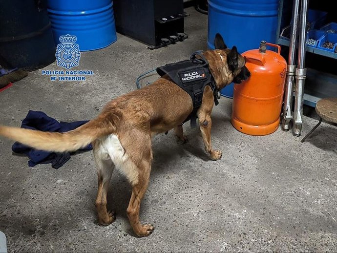 Un perro de la Unidad Cinológica de la Policía Nacional ha participado en la operación antidroga.