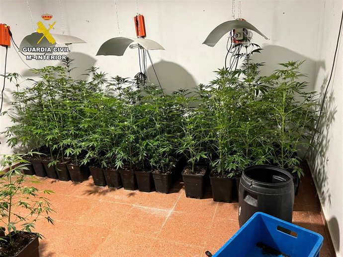 Marihuana incautada en la Operación Tentaciones.