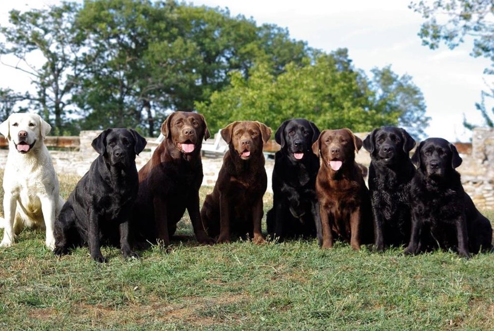En ocho años el número de perros en Europa se ha tripiclado casi un 200%, hasta alcanzar los 73 millones de canes registrados en 2022, según la Real Sociedad Canina de España