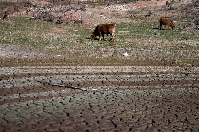 Archivo - Animales en el pantano de Sau 