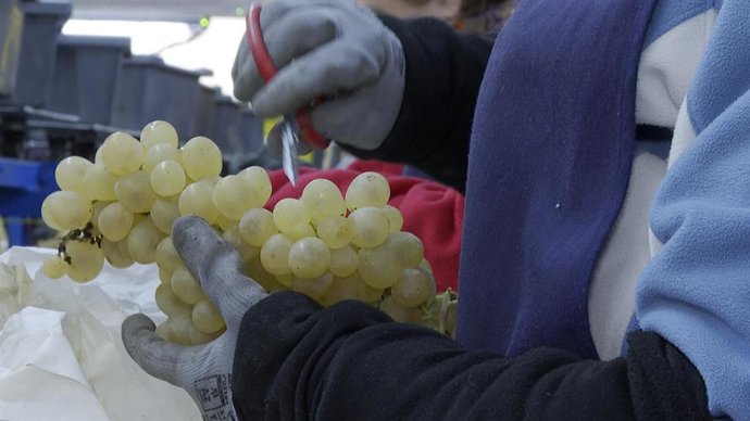 Archivo - El "estancamiento" del mercado y las altas temperaturas marcan la campaña navideña de la uva del Vinalopó