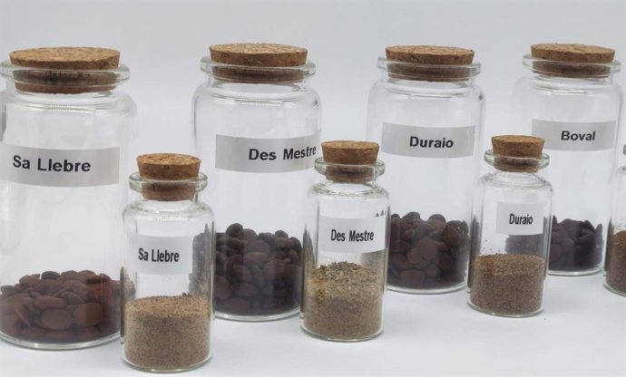 Agricultura estudia el potencial nutricional de la harina y la goma de algarroba.