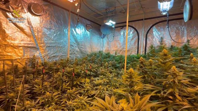 Plantación de marihuana intervenida por la Guardia Civil en Sigüenza.