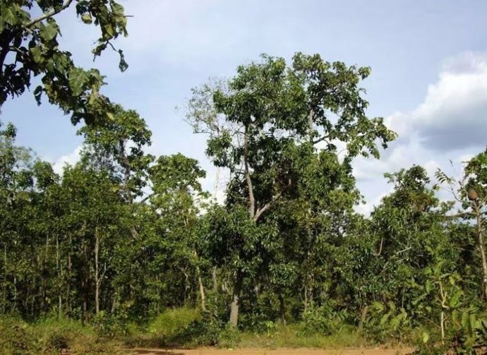 Bosque del sudeste asiático