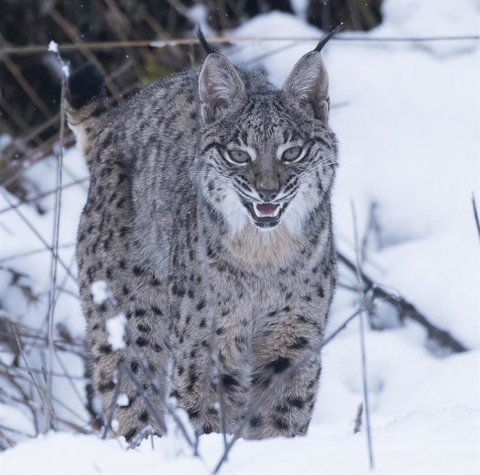 Archivo - Un lince ibérico pasea entre la nieve 