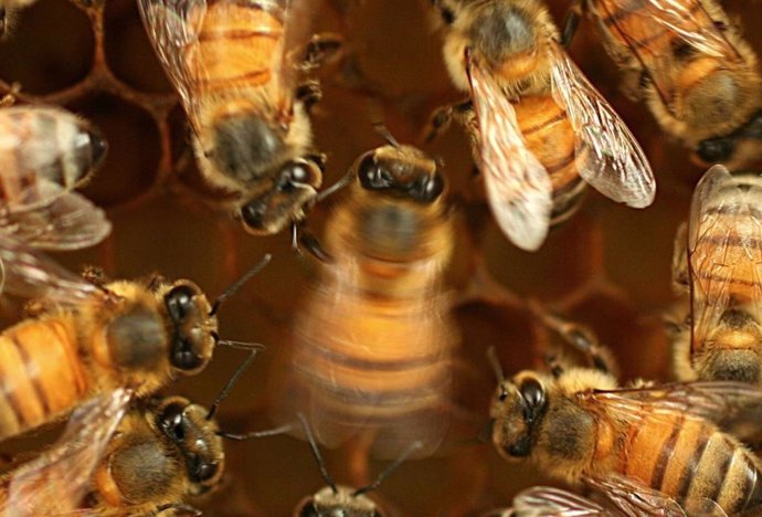 Archivo - Una abeja melífera (centro) baila contoneándose.