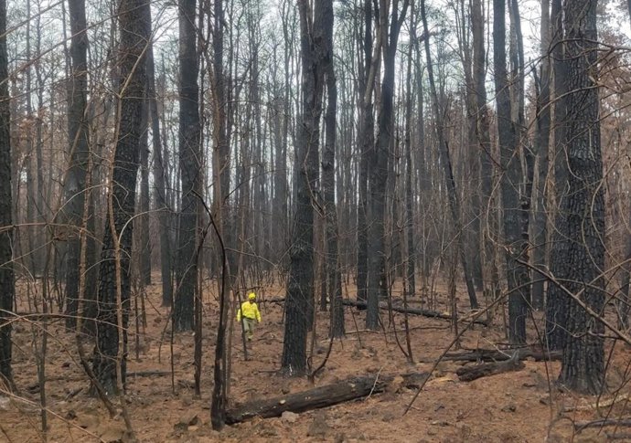 Archivo - Trabajo de extinción del incendio de Tenerife