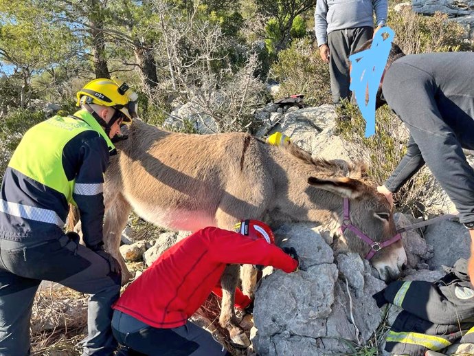 Varios bomberos actúan para rescatar al burro atrapado.