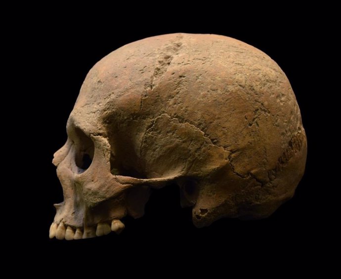 Archivo - Calavera, cráneo, restos óseos