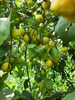 Limones en el Valle del Guadalhorce.