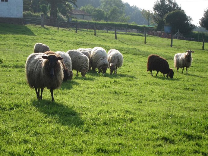 Archivo - Ovejas, campo, rural.