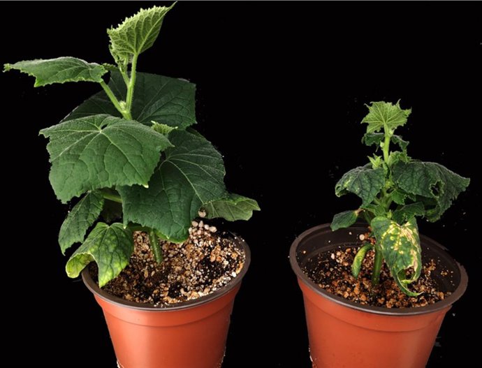 Comparación entre una planta de pepino sana (izquierda) y una infectada con el virus HSVd (derecha).