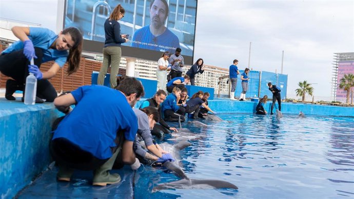 Veterinarios de todo el mundo aprenden diferentes técnicas de rescate con los delfines del Oceanogrfic.