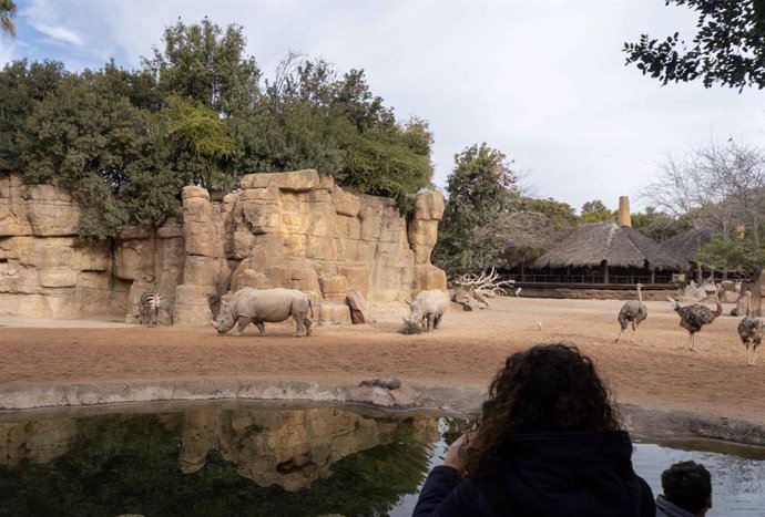 Rinocerontes en Bioparc