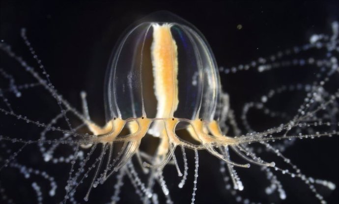 La medusa Cladonema pacificum exhibe tentáculos ramificados que pueden regenerarse con fuerza después de una amputación.