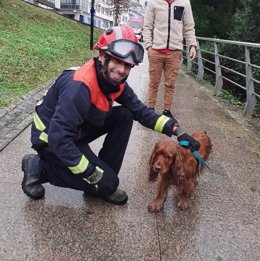 El perro rescatado en O Temple por el Servicio Municipal de Emergencias de Cambre