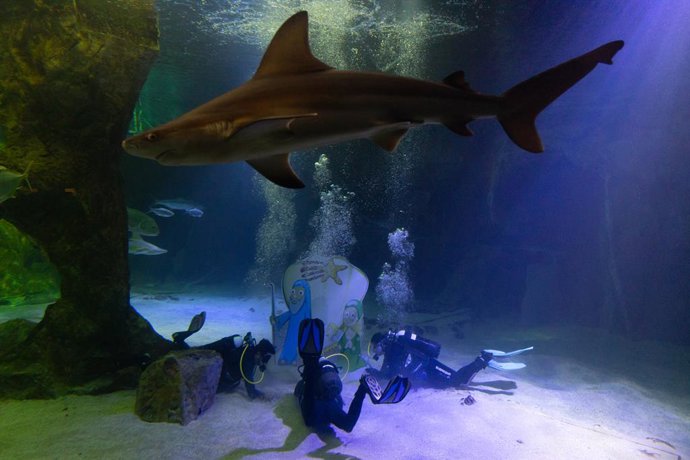 Buzos instalan el Belén de tiburones en el Zoo de Madrid, a 14 de diciembre de 2023, en Madrid (España). 