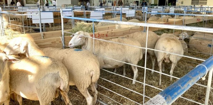 La Entidad Pública Aragonesa de Servicios Telemáticos (AST) desarrollará proyectos informáticos para hacer más sencillos los trámites administrativos de agricultores y ganaderos.