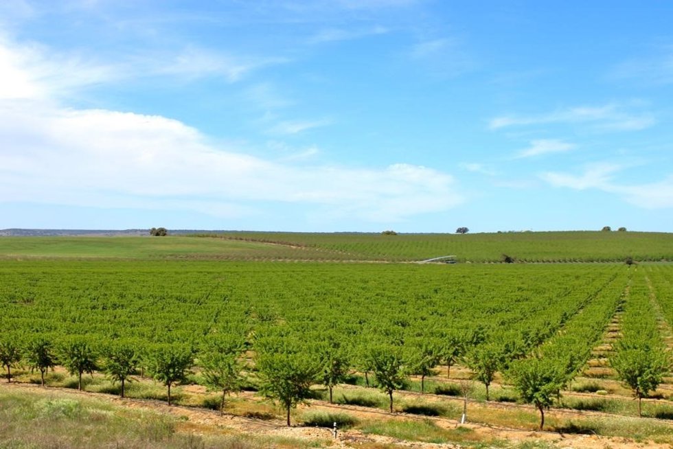 Archivo - Campo