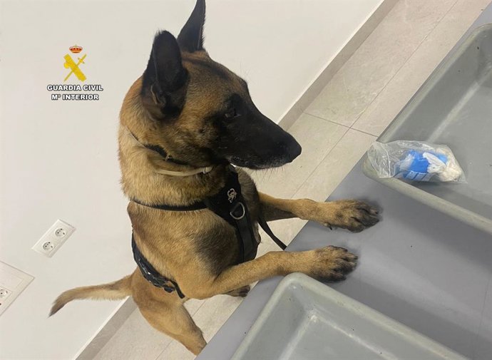 El can llamado 'Piper', que 'marcó' al hombre que intentó entrar droga en el Centro Penitenciario de Palma
