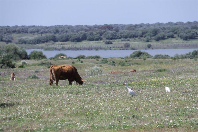 Paraje de Dehesa de Abajo, en Doñana.