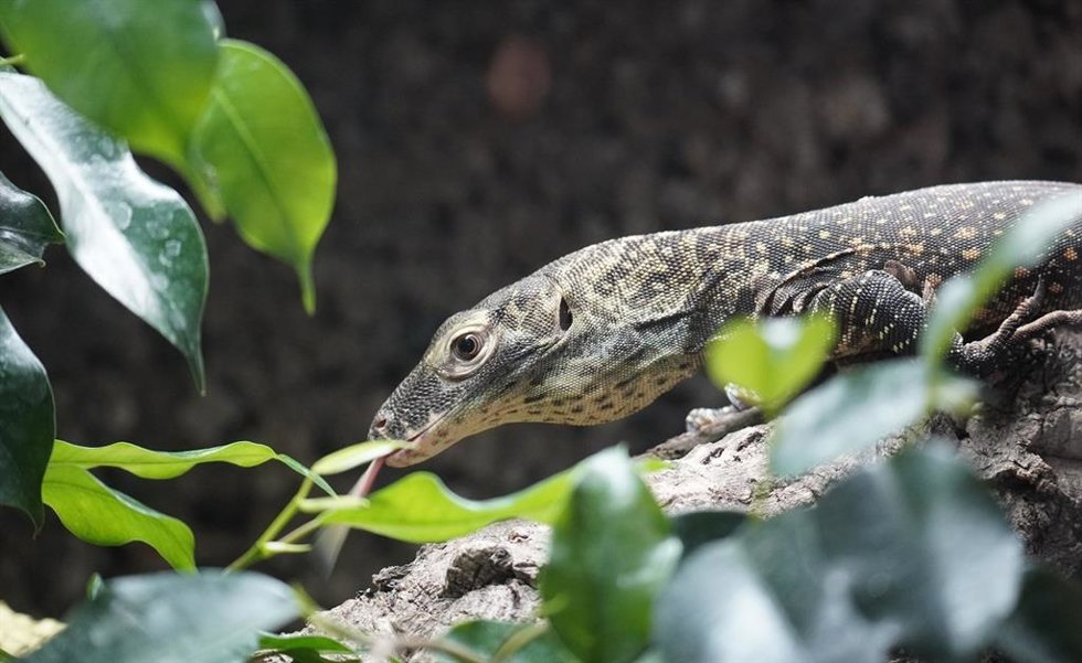 cría de dragón de Komodo.