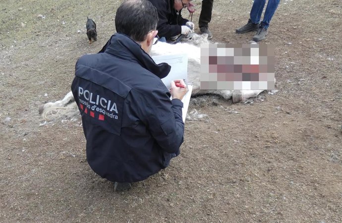 Caballo encontrado muerto en una hípica en el Ripolls (Girona).