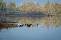 Moreno espera que el 'Acuerdo por Doñana' sea el primero de muchos e insta al Gobierno a demoler el Algarrobico en 2024