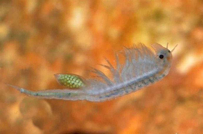 Camaroncillo duende de la Laguna de El Hito