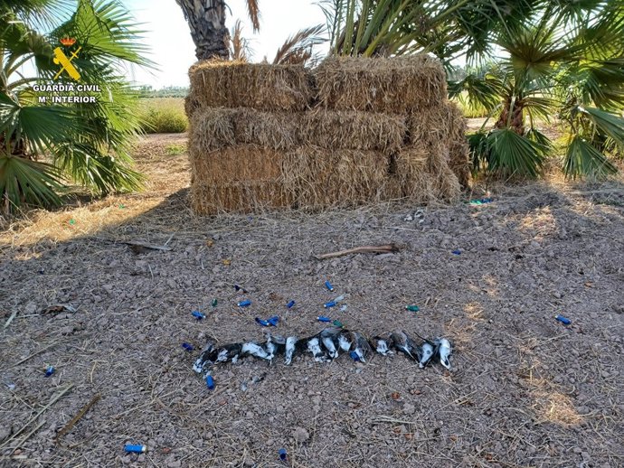Sorprendidos cuatro hombres cazando tórtolas europeas en un coto de Crevillent