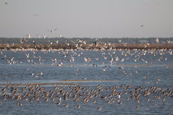 Bando de agujas colinegras y gaviotas en las marismas del Odiel de Huelva.