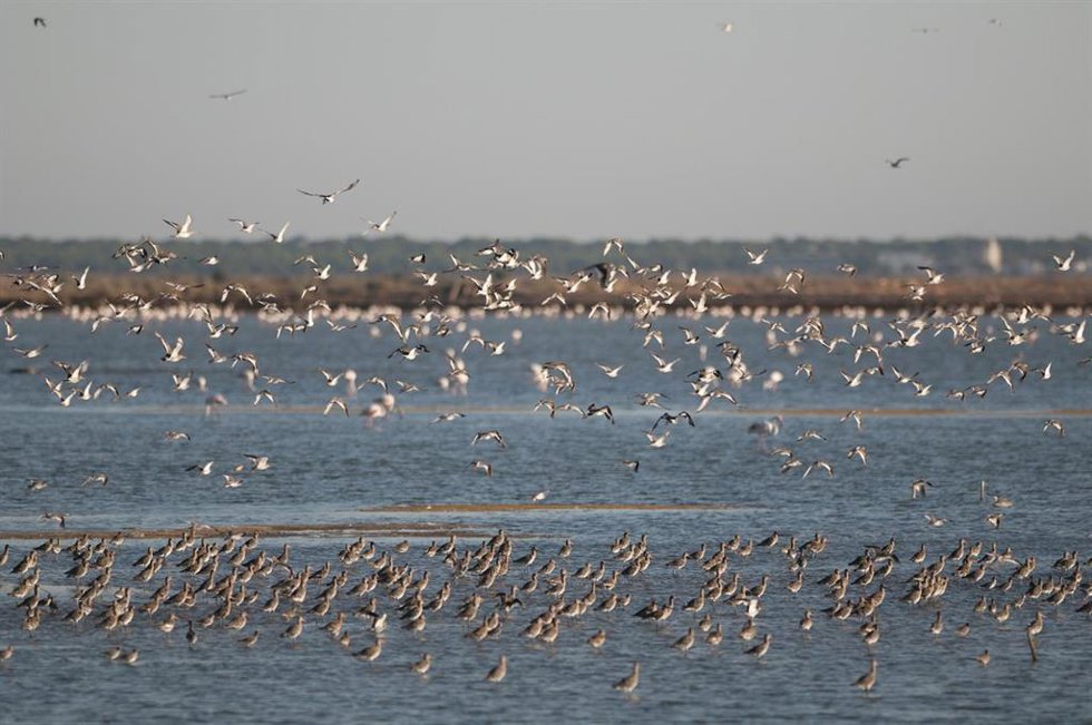 Bando de agujas colinegras y gaviotas en las marismas del Odiel de Huelva.