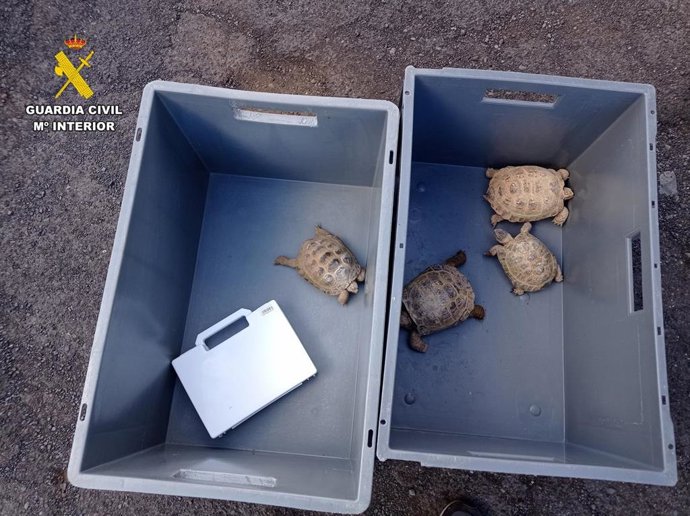 Tortugas rusas intervenidas por la Guardia Civil en Candelaria