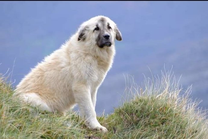 Chulo, el mastín cuyo robo ha sido denunciado por un ganadero de Asón, en Arredondo. Asegura que es suyo el cachorro, que se lo llevó del monte una tiktoker al pensar que estaba abandonado y lo dio en adopción tras comprobar que no tenía microchip