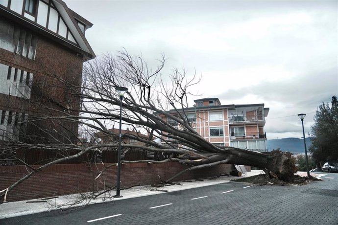 Árbol derribado por el viento en Getxo (Bizkaia)